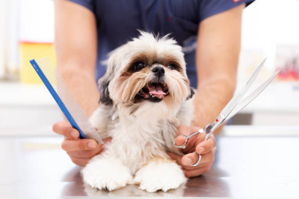 Dog Grooming in West Palm Beach – The Role Hygiene Plays in Good Dog Health