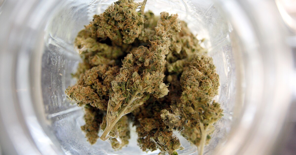 Discover the Top THCA bud Strains for Optimal Wellness