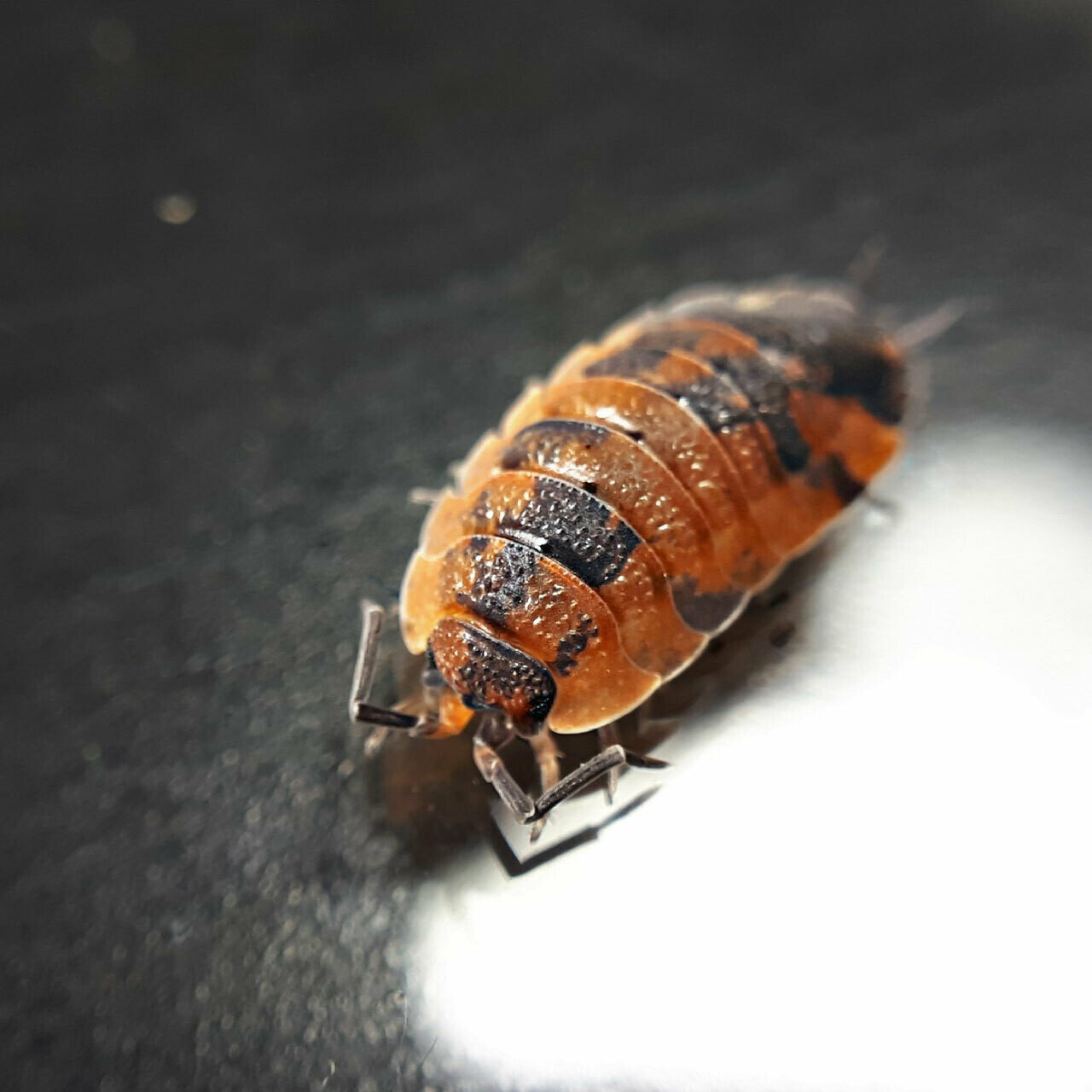 isopods and springtails