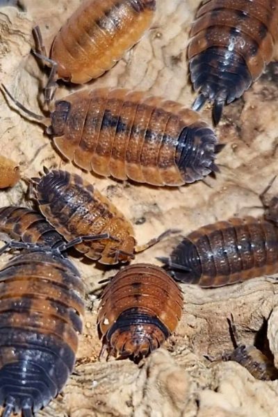 Get to Know Lava Isopods: A Beginner’s Guide to Keeping These Colourful Creatures