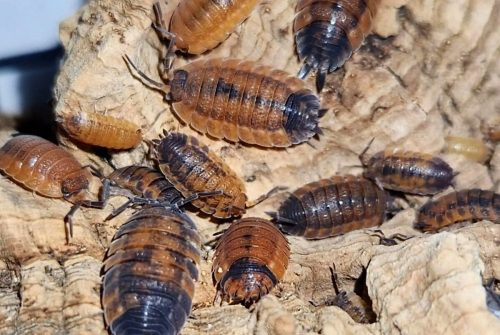 Get to Know Lava Isopods: A Beginner’s Guide to Keeping These Colourful Creatures