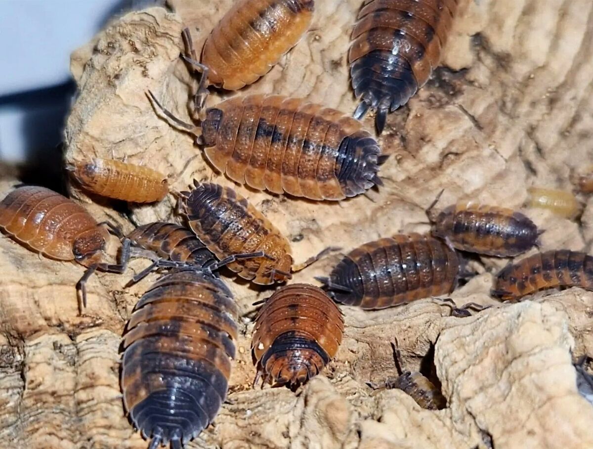 Get to Know Lava Isopods: A Beginner’s Guide to Keeping These Colourful Creatures