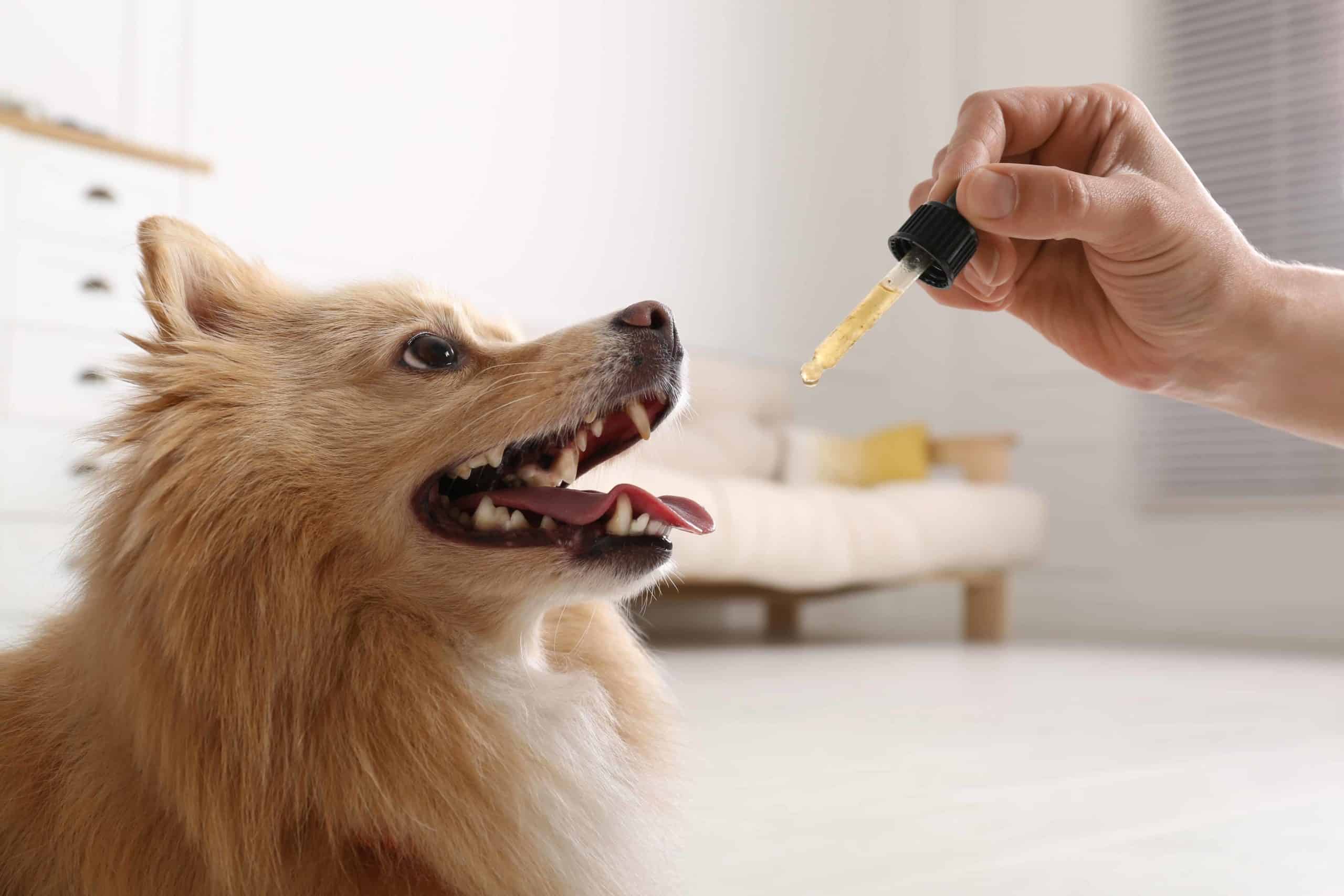 full spectrum cbd oil for dogs